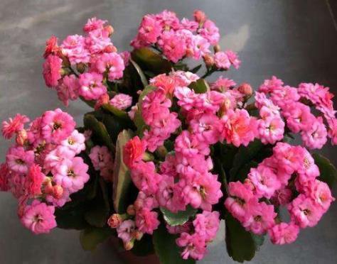 成活|长寿花“嫁接”开花多,几个“关键点”要注意,不然后期问题多!