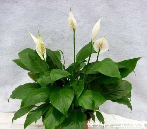 白掌这么养, 长疯了, 开花特别多