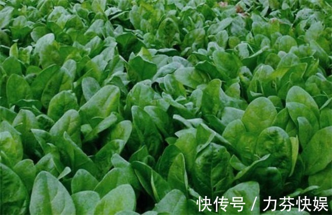美味|菠菜富含多种营养物质，美味养生，那菠菜施肥有哪些技巧呢
