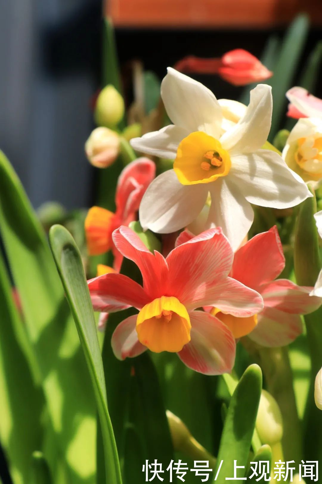 崇明|赏花正当时！花博南园姹紫嫣红，花色纷呈