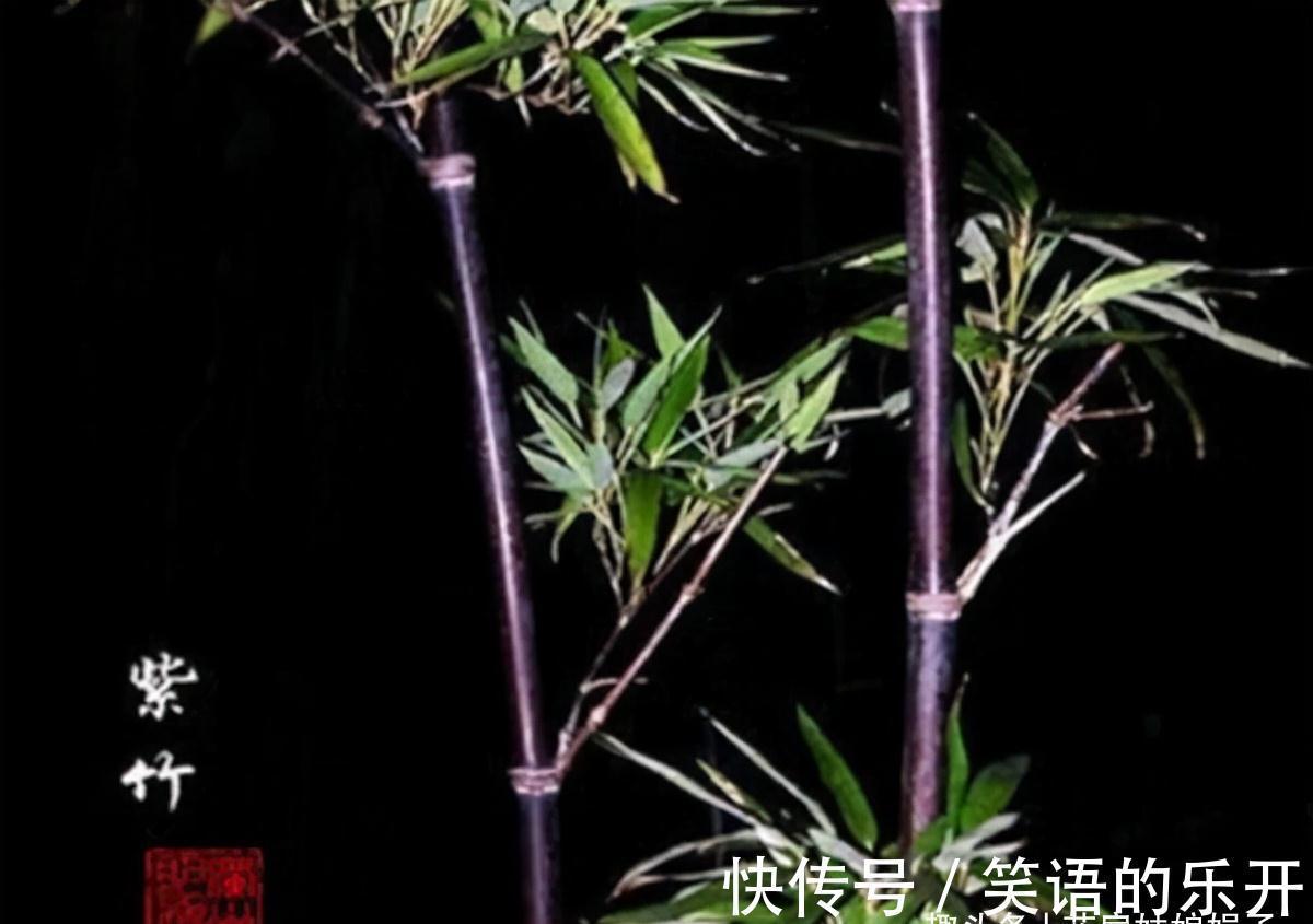 竹子会开花,不能养?错,这3种竹子可以养在室内,比花还好看