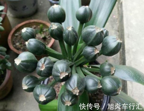 想观花赏叶就盆栽君子兰，学会播种、分株，养一盆得多盆