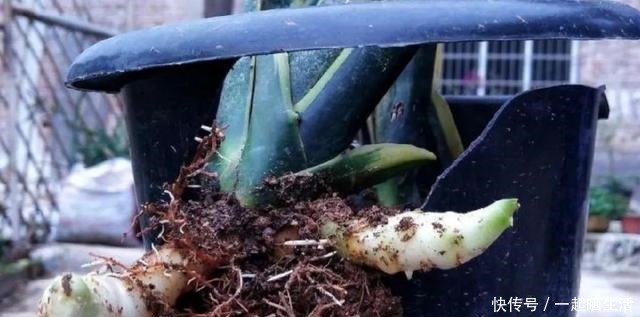 花上长了这个,再不换盆,就要憋死了!花上长了这个,再不换盆,就要憋死了!