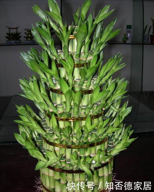 罗汉松|家中千万不要摆这些绿植,对身体不仅没有帮助,还会起反作用