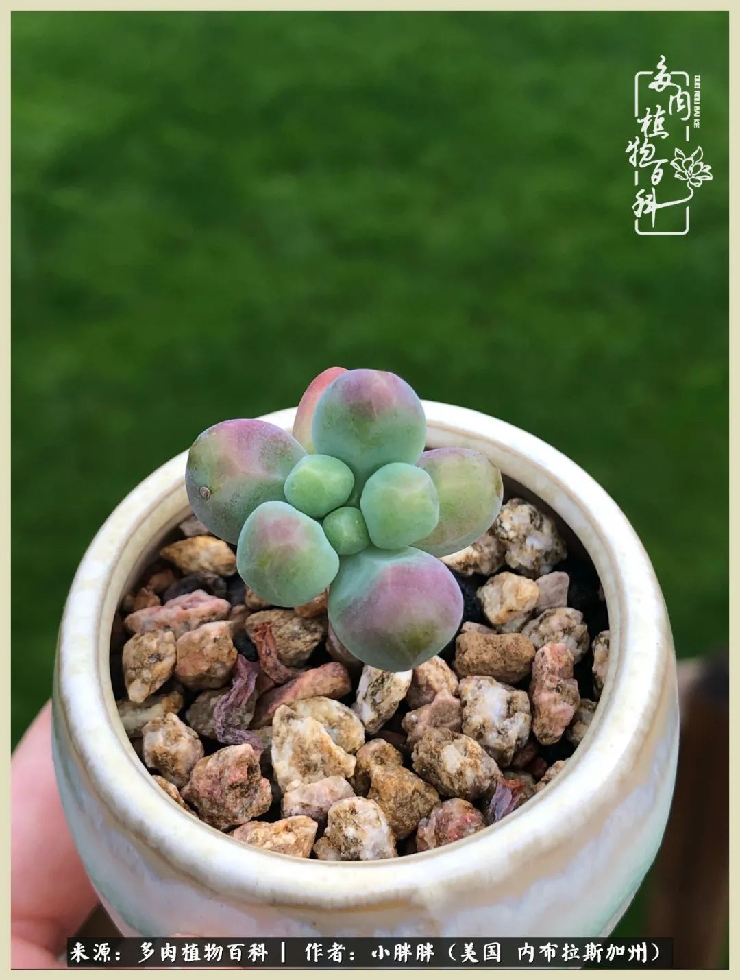 百科|这多肉对比图太上头了!小白鄙视链奋斗记之咸菜干也有春天!