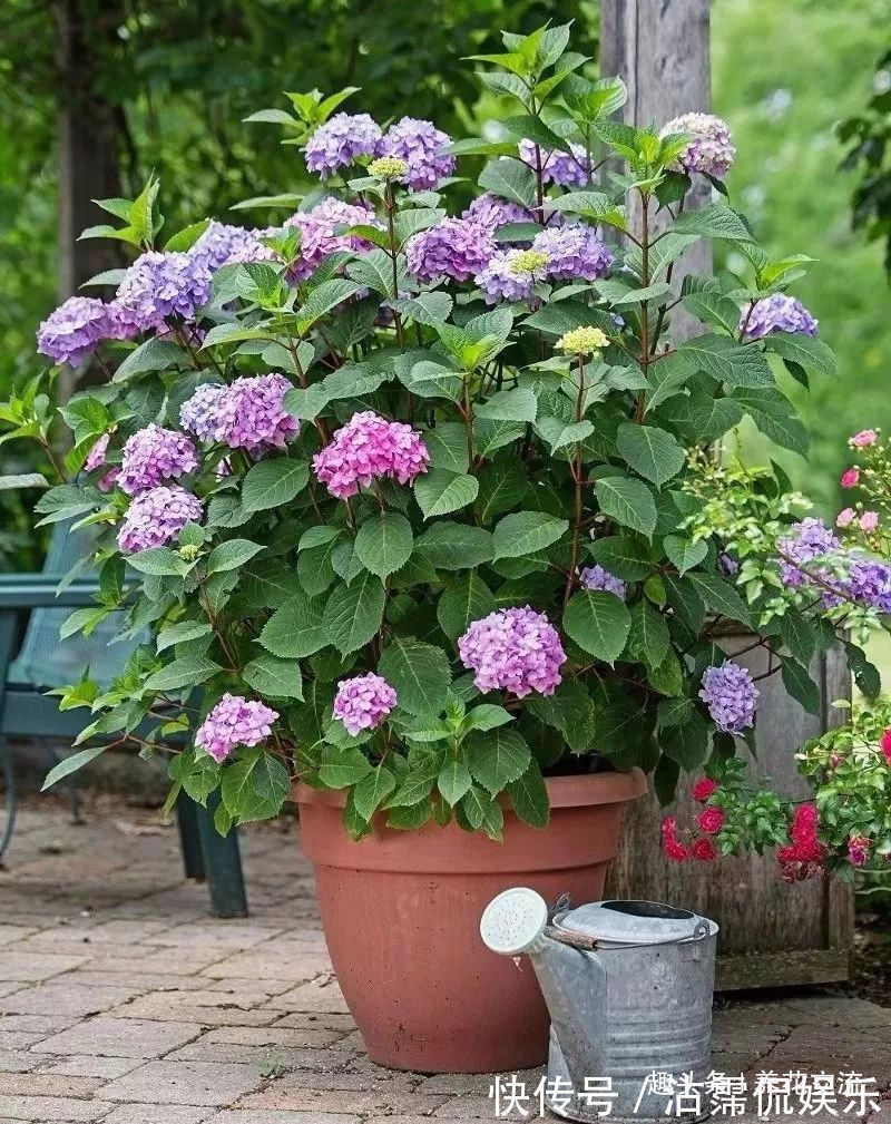 绣球花盆栽买回家叶子长白斑,几天没打理,整棵植株都变白