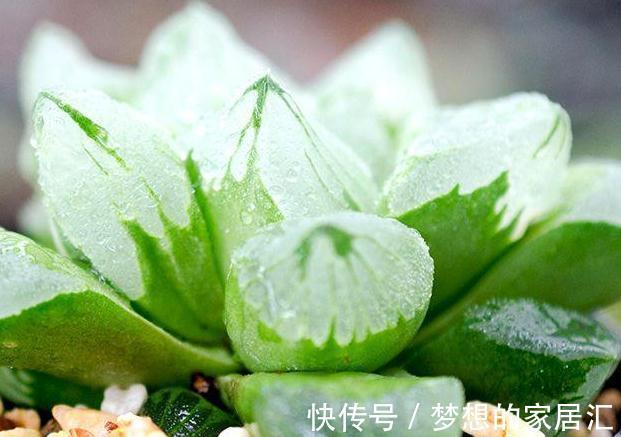 养多肉的重要三部曲，方能把多肉养的肥肥胖胖