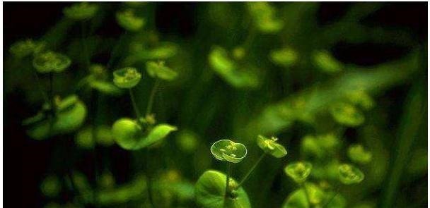 死因|他被誉为“词中杜甫”,贫困潦倒之下爱妾离他而去,最后死因不明