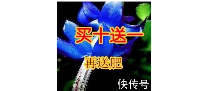 碗莲|6种花草根本不值得花钱，老花匠良心总结，被骂也要公布