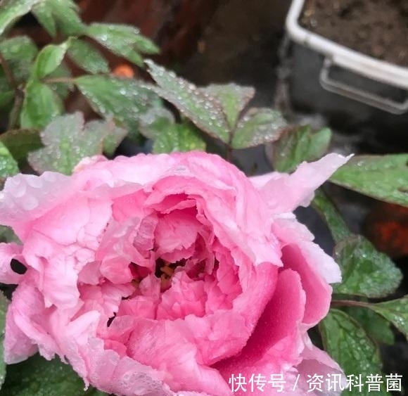 喜欢牡丹花,盆栽的牡丹能不能买?盆栽牡丹开花少,不建议买