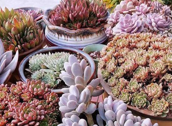 扦插|教你在家用塑料瓶养多肉,不用土就能扦插叶片,成活率贼高