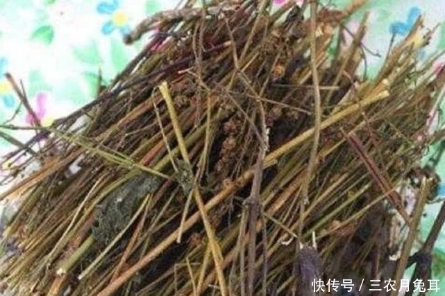 食用期|农村一种野草，农民叫他护肝王，三月当菜吃，四月当柴烧