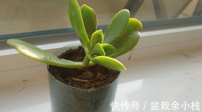 要务|塑料瓶养花的妙用,选花盆的第一要务是什么
