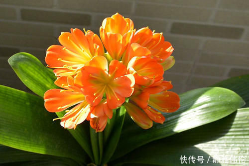 君子兰是个小馋猫,入秋后多用这3种零食,当花肥开花多