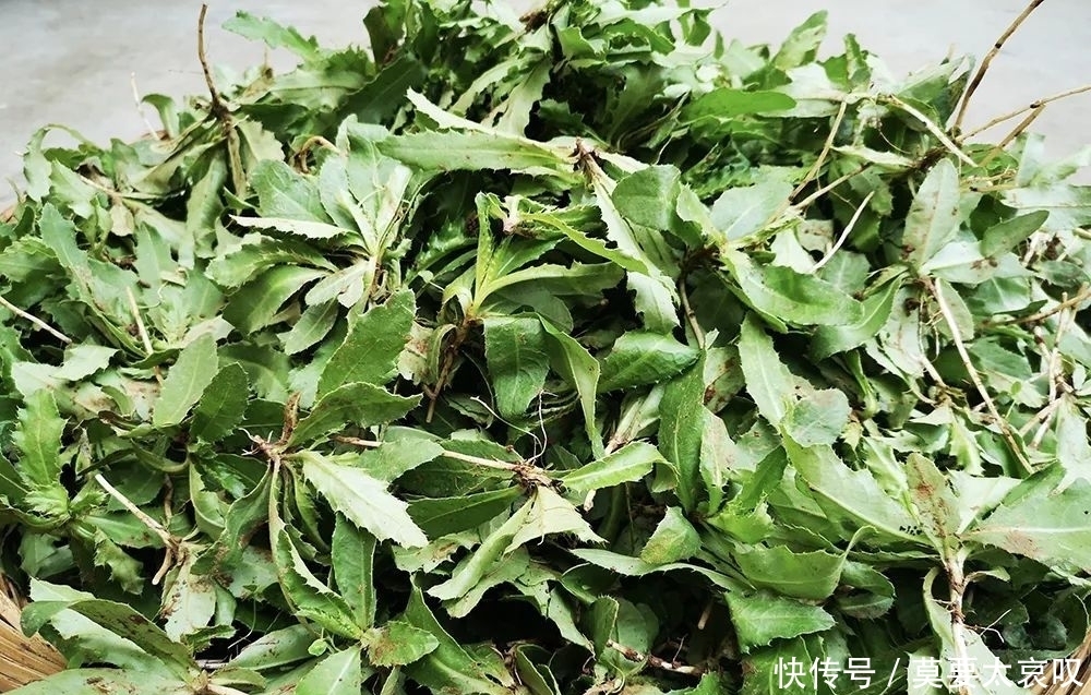 名字“炸毛”的植物,价值却极高,请不要忽视它,含钙量超牛奶