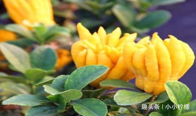 便秘|想要长寿，就要排毒，常吃3种食物，缓解便秘，清理肠胃