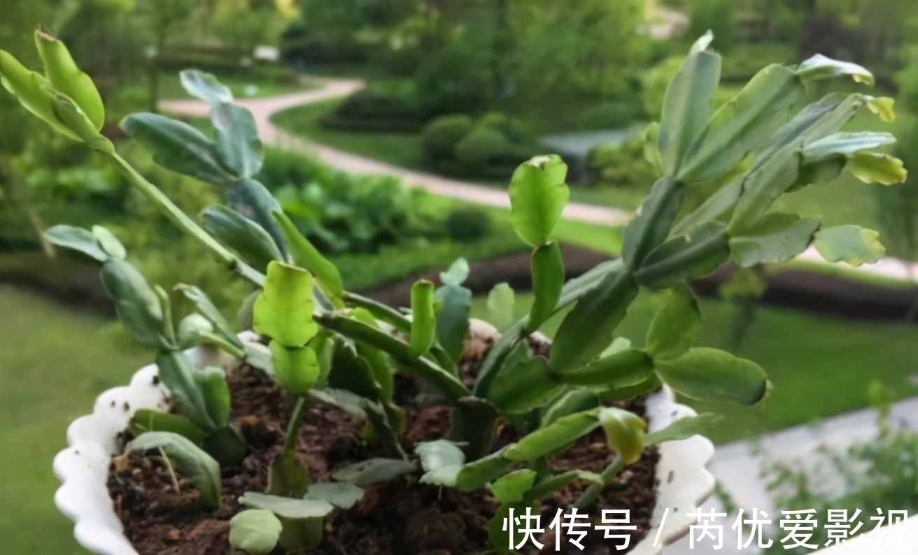 盆栽花谢后就扔掉?太浪费了,这3样“弄一下”年年开花