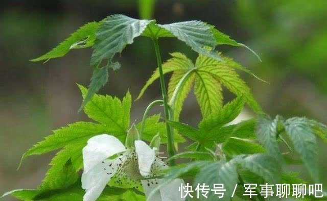 甘蔓茶|山上的这种野草常被喂猪，叶子比果子值钱，素有南方人参的美名