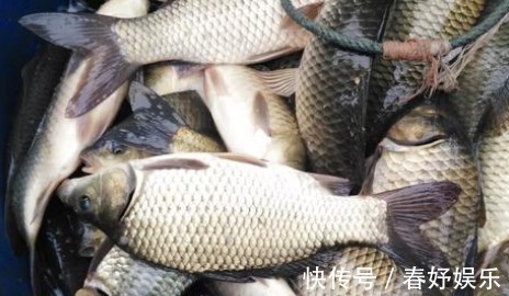 钓友|我国一种杂交鱼,1年可长3斤,常被冒充土鲫鱼,很多钓友也分不清