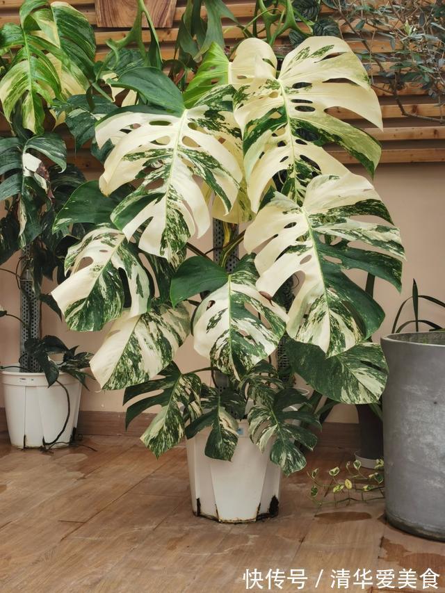 室内想养“大盆镇宅花”,建议从这10种里面选,听名字就很霸气