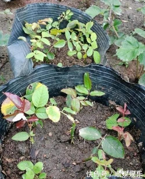 扦插繁殖花卉时，用2种小药片，一个星期就生根，越养越旺盛！