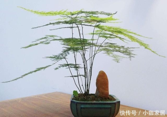 早就|家里万万要养这几种植物,对家人身体健康有益,有钱人一早就明白