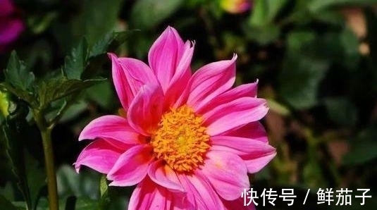 矢车菊矢车菊|家里就养“4种花”，漂亮花期长，开花多又美，一整年开花！