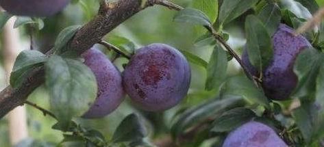 春季养生|春季养生注意饮食，推荐3种食物，排毒清肠，刮油消脂，好处多多