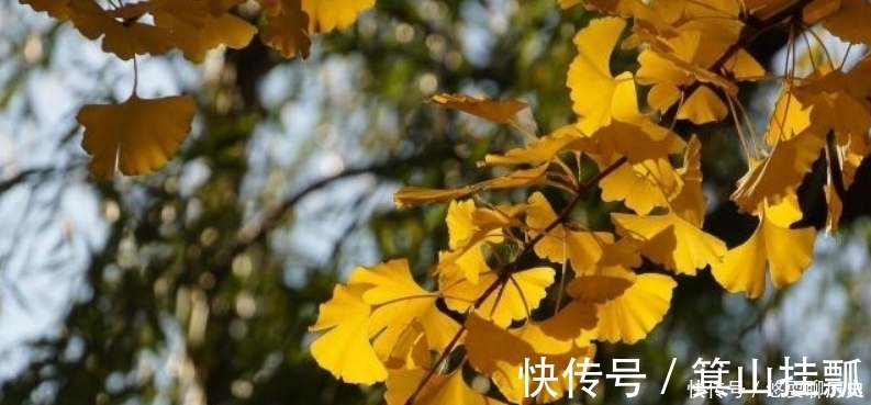 初干|白居易原本是写冬天,却写出了春天的感觉,这种创作手法令人赞叹