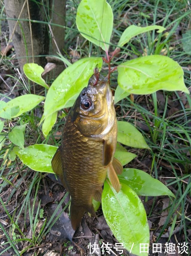 野钓小技巧浮漂做一个小改动,惊鱼几率大降