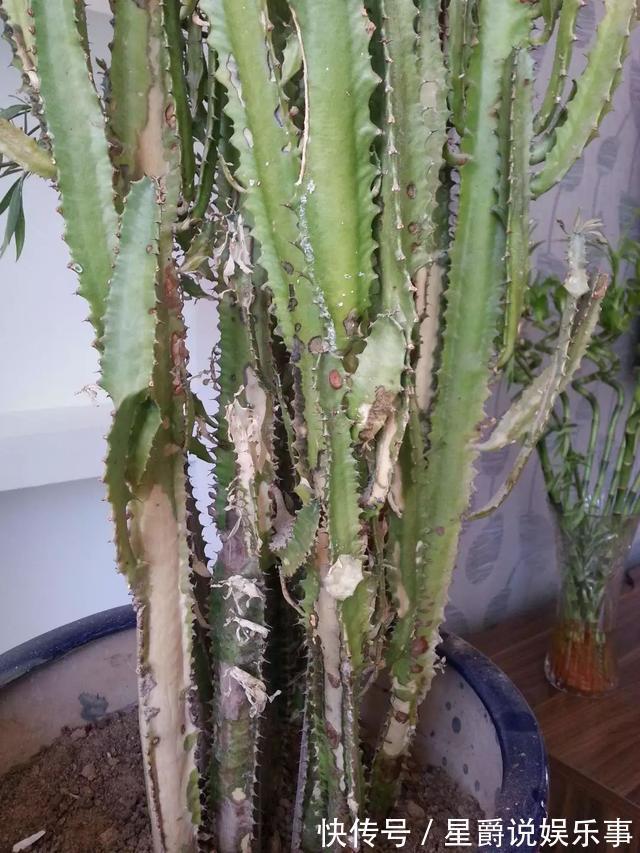 7种大盆栽，冬天正“虚弱”，赶紧断水，多浇一杯水，灌死一大片