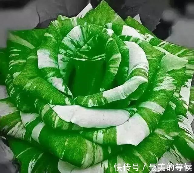 奇花、奇花、奇花、罕见奇花,赶快打开欣赏吧