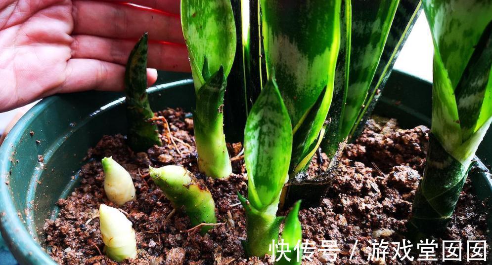 虎皮兰有“3喜2怕”,难怪不爱长新芽,现在纠正也不晚