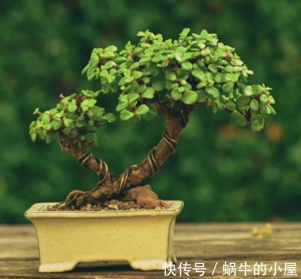 10月养6种漂亮花,小花盆挤一挤,浇水懒一些,越长越旺盛