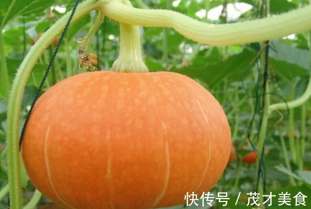 燕麦|胃病的“特效药”找到了,坚持常吃,抑菌护胃,效果比“胃药”强