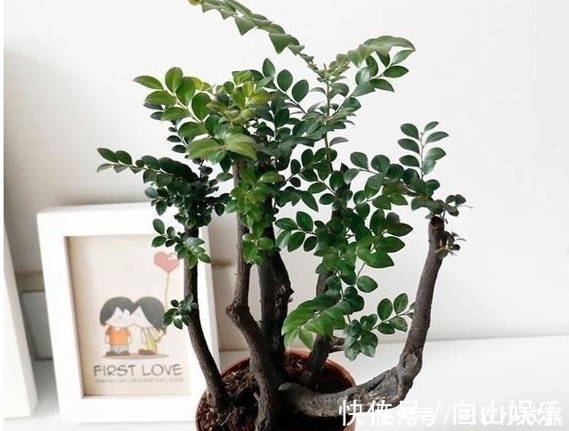 毒碱|家里养花不要瞎眼!这6种花旺财又养人,有2种花是大忌!