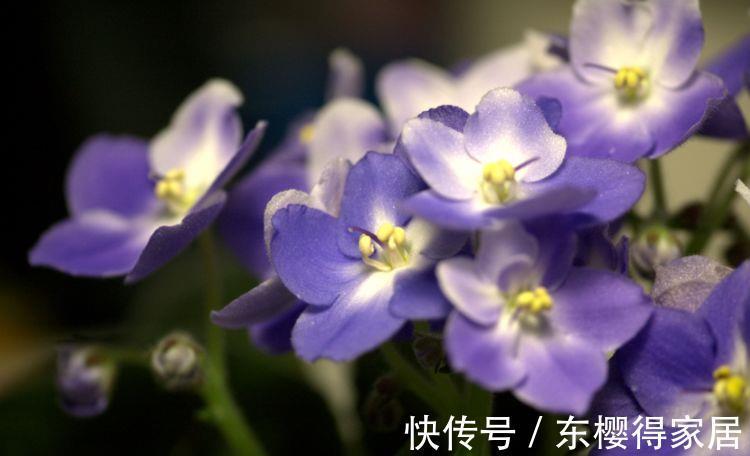茶花|农历7月5号起,最适合养这些花,颜色鲜艳,每天都有好心情