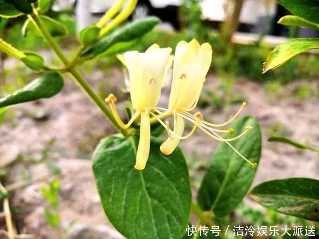 庭院|庭院大要利用,这3种花养起来,好看好养顺着花架爬老高