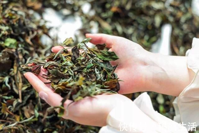 煮白茶,要用开水煮茶好还是用冷水煮茶比较好