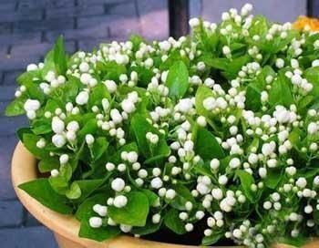 漂亮的花用剪碎的叶片,都能插活一大盆,谁说扦插难