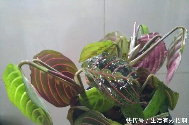 10种花,春天不能晒,躲屋里最安全!10种花,春天不能晒,躲屋里最安全!