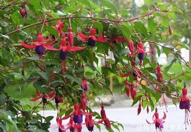 4种“娇气”花，公认的难养，一个比一个难伺候，买了也白花钱