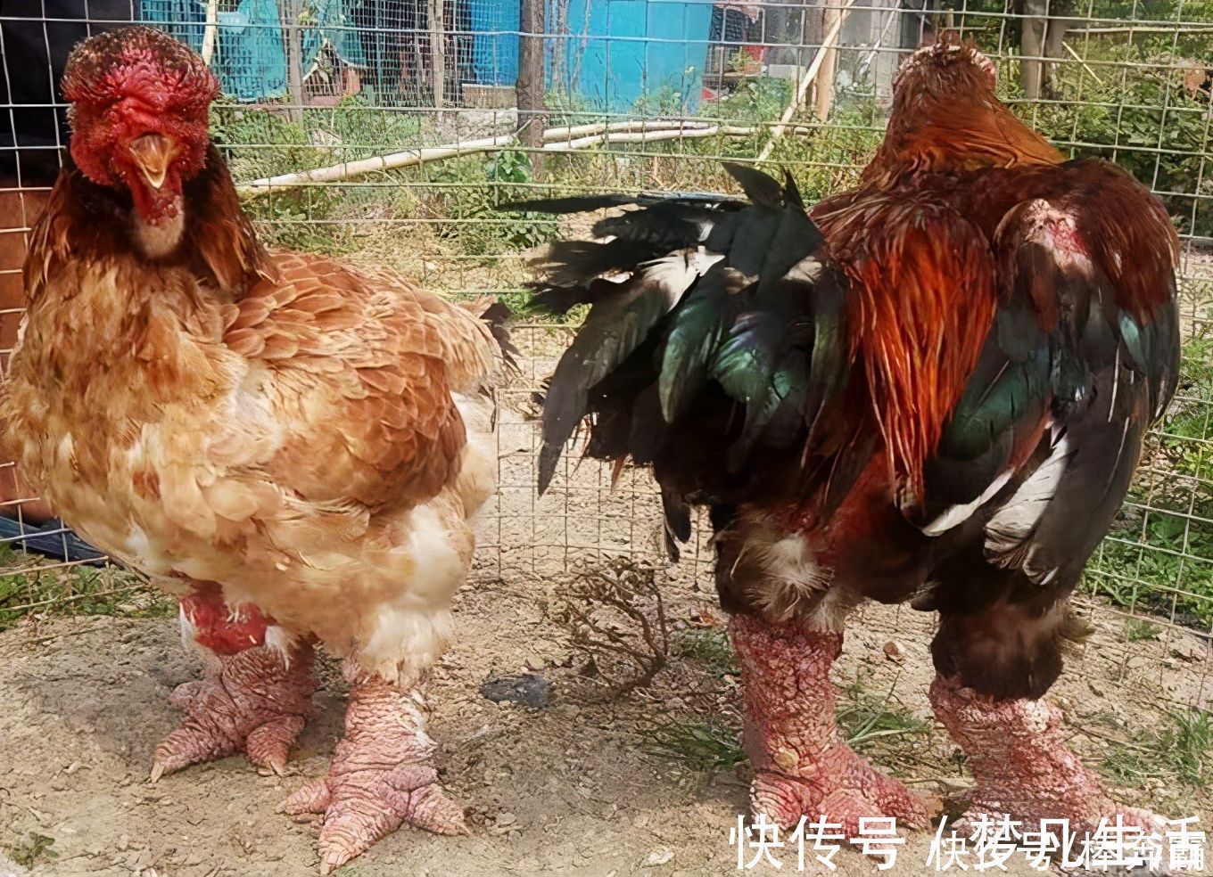 曾是王室贡品,鸡腿如手腕粗细,一对鸡腿一千多,吃货:下不了嘴