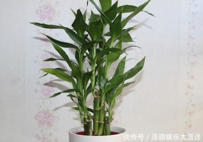 财运|旺夫又旺子的“吉祥花”,财运滚滚来,懂事的家人都会多养几盆!