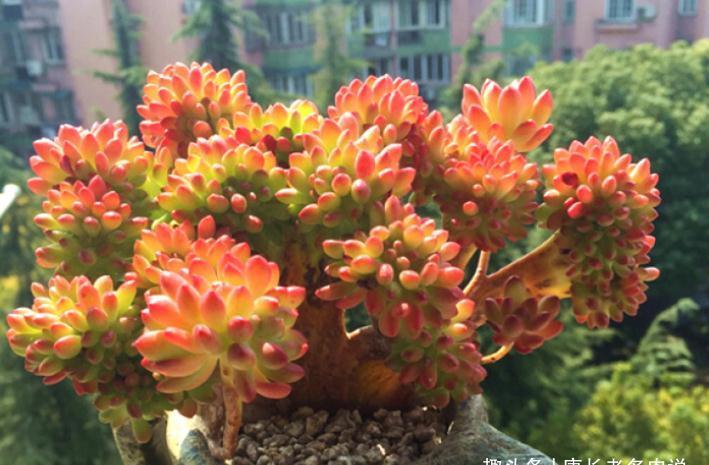 给多肉春萌老桩换盆？稍有点迟，但也可以进行，因为后面有小阳春