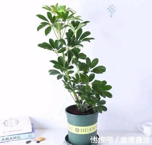 全家|三种“吸毒花”,个个都是吉祥花,家里养一盆,呵护全家健康
