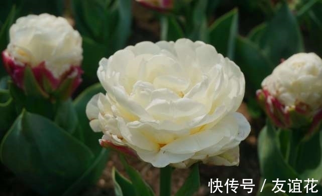 世界上“最珍贵”的花，看起来像冰淇淋一样，但价值却很高