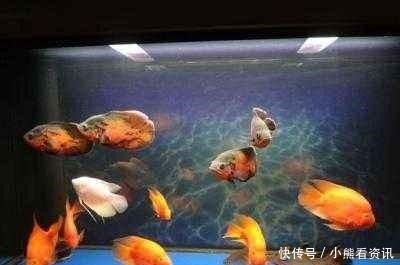 热带鱼|热带观赏鱼饲养的两个最为忌讳的问题,我们必须注意