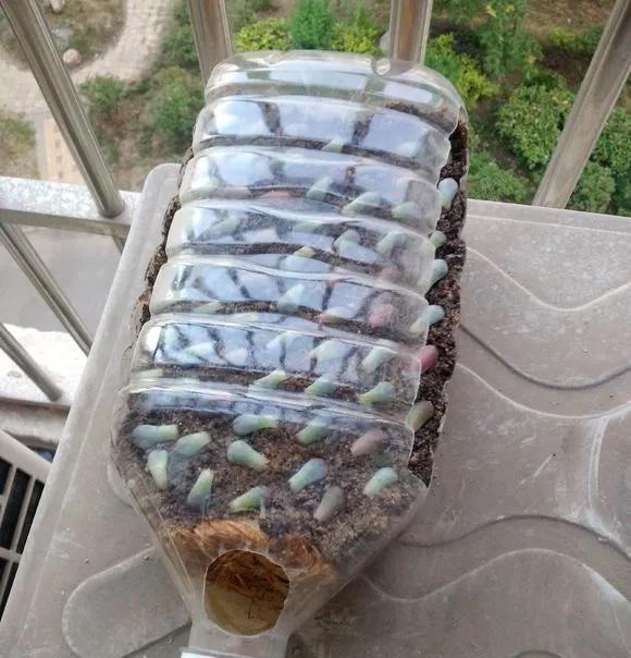 只要家里有油桶，就不用花钱买花盆！多肉种在油桶里，叶子胖嘟嘟