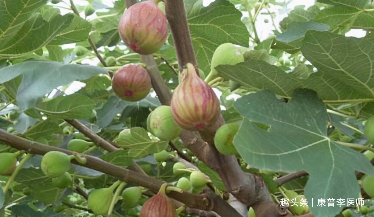 早衰|吃了不显老的食物，坚持多吃，清热解毒、润滑肠道，预防早衰